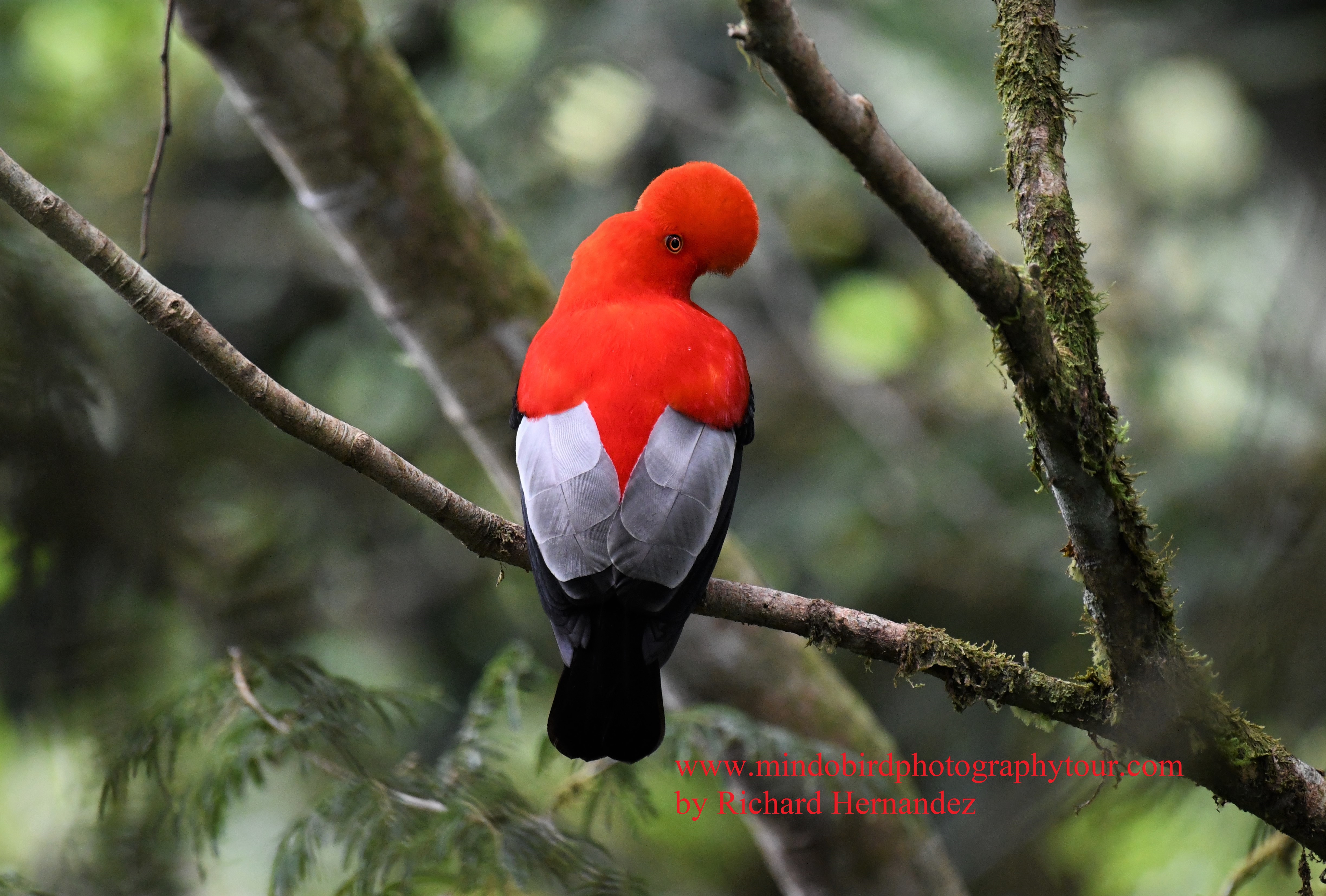 andeancockoftherockbird-mindo birdphoto tour